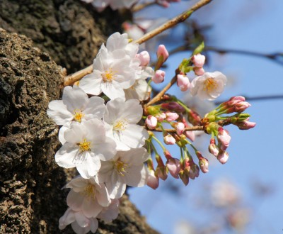 Chidorigafuchi (Tokyo), floraison des cerisiers Somei Yoshino en mars