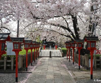 Rokusonno-jinja (Kyoto), cerisiers en fleurs et lanternes rouges au sanctuaire