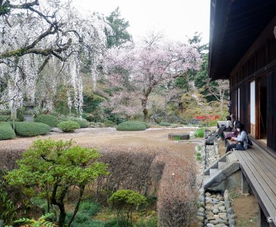 Kita-in (Kawagoe), vue sur les cerisiers en fleurs du jardin japonais depuis la visite intérieure du temple