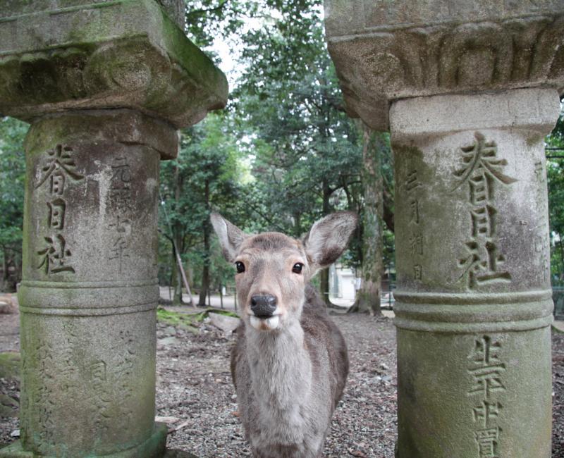 Nara (Kansai), cerf shika entre deux lanternes au Kasuga Taisha Nara (Kansai), cerf shika entre deux lanternes au Kasuga Taisha