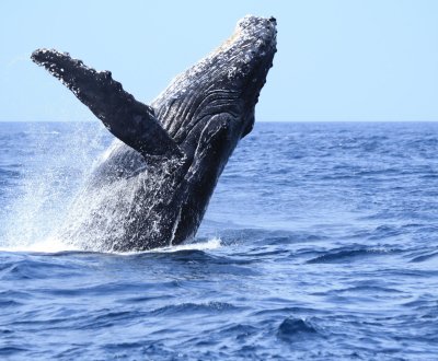 Archipel d'Ogasawara (Tokyo), observation des baleines