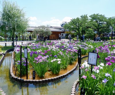  Horikiri Shobu-en (Tokyo), vue sur le jardin en période de floraison des iris (juin)