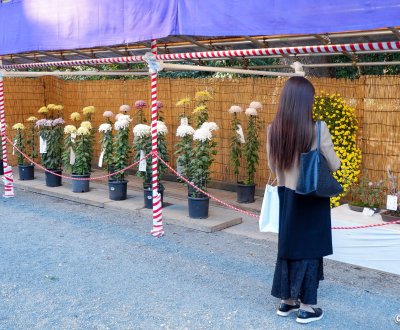 Meiji-jingu (Tokyo), exposition de chrysanthèmes pour Kiku Matsuri