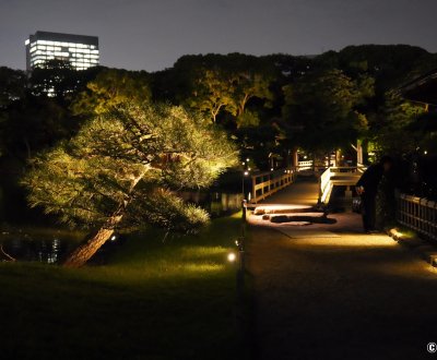 Hamarikyu Tsukimi Sanpo (Tokyo), vue nocturne sur le pont de l'étang Shioiri-no-ike et pin du Japon