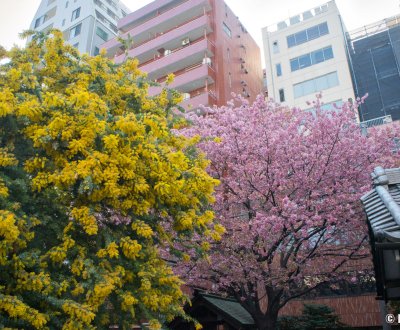 Kuramae-jinja (Tokyo), mimosa et cerisier précoce en fleurs début mars