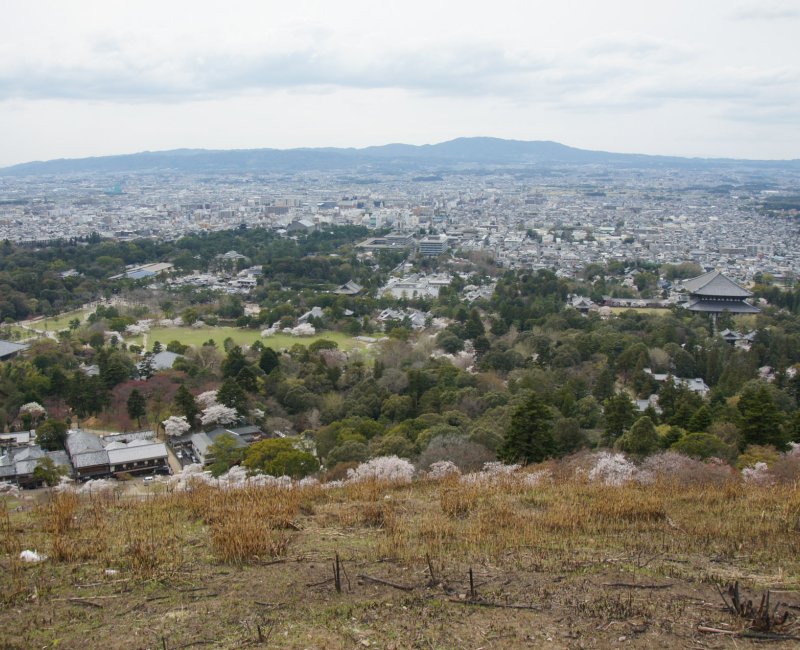 Nara, vue sur la ville depuis le Mont Wakakusa pendant la floraison des cerisiers Nara, vue sur la ville depuis le Mont Wakakusa pendant la floraison des cerisiers