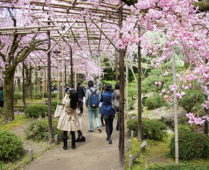 Heian-jingu - Le Sanctuaire Aux Cerisiers Pleureurs De Kyoto