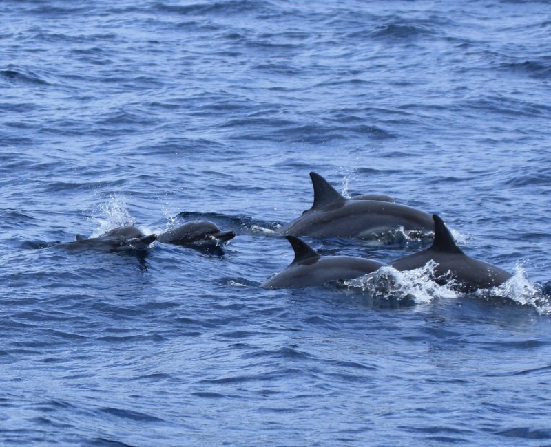 Archipel d'Ogasawara (Tokyo), observation d'un groupe de dauphins Archipel d'Ogasawara (Tokyo), observation d'un groupe de dauphins
