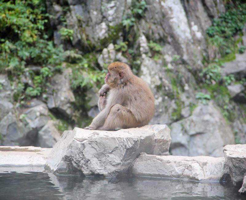 Jigokudani, singe au bord de la source chaude Jigokudani, singe au bord de la source chaude