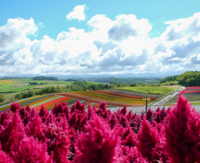 Biei (Hokkaido), Champs de fleurs de Shikisai-no-oka Biei (Hokkaido), Champs de fleurs de Shikisai-no-oka