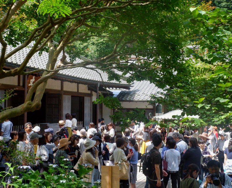 Meigetsu-in (Kamakura), foule touristique pendant la floraison des hortensias (juin 2018)