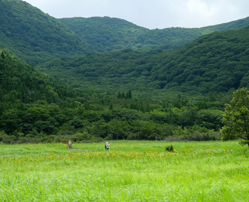 Parc national Aso Kuju (Oita), sentier randonnée aménagé au sein du marais de Tadewara