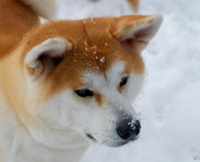 Maison Enishi (Kakunodate), chien Akita-inu Maison Enishi (Kakunodate), chien Akita-inu
