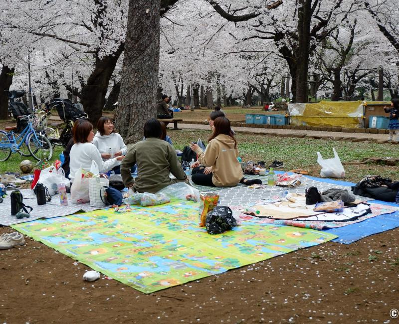 Parc d'Omiya (Saitama), hanami sous les cerisiers en fleurs au printemps 4 Parc d'Omiya (Saitama), hanami sous les cerisiers en fleurs au printemps 4