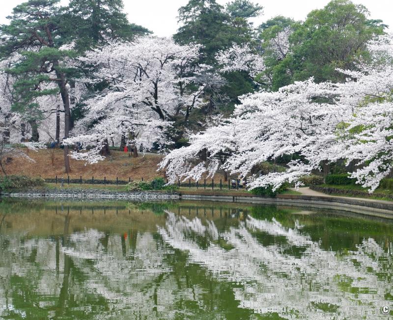 Parc d'Omiya (Saitama), lac et cerisiers en fleurs au printemps Parc d'Omiya (Saitama), lac et cerisiers en fleurs au printemps