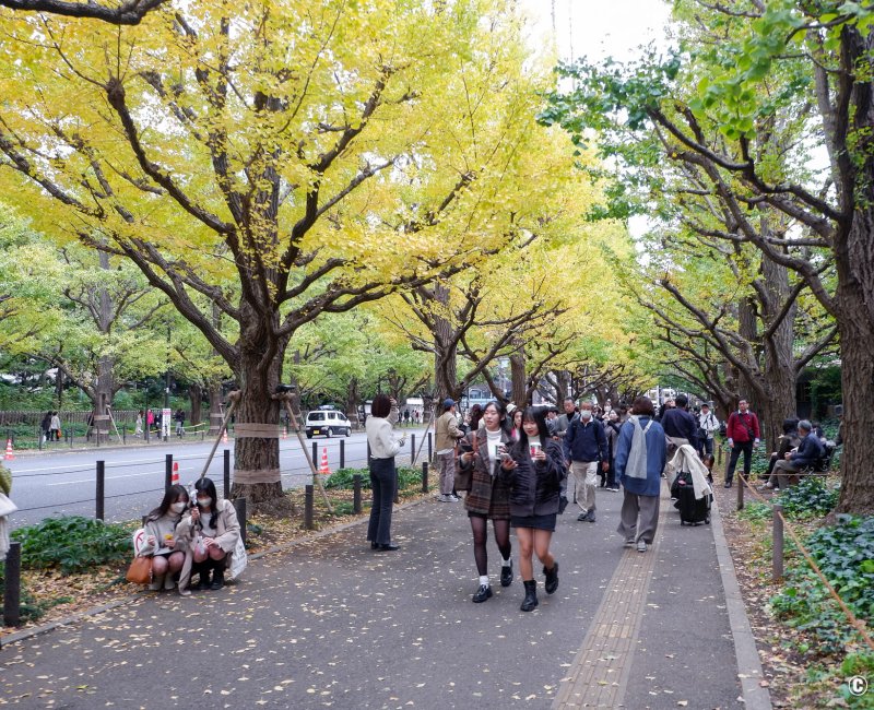 Meiji Jingu Gaien (Tokyo), avenue Icho Namiki avec ginkgo biloba jaunes à l'automne 2 Meiji Jingu Gaien (Tokyo), avenue Icho Namiki avec ginkgo biloba jaunes à l'automne 2