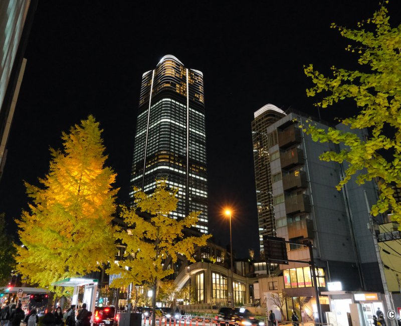 Azabudai Hills (Tokyo), vue nocturne sur la tour Mori JP Tower et feuillage doré des ginkgos