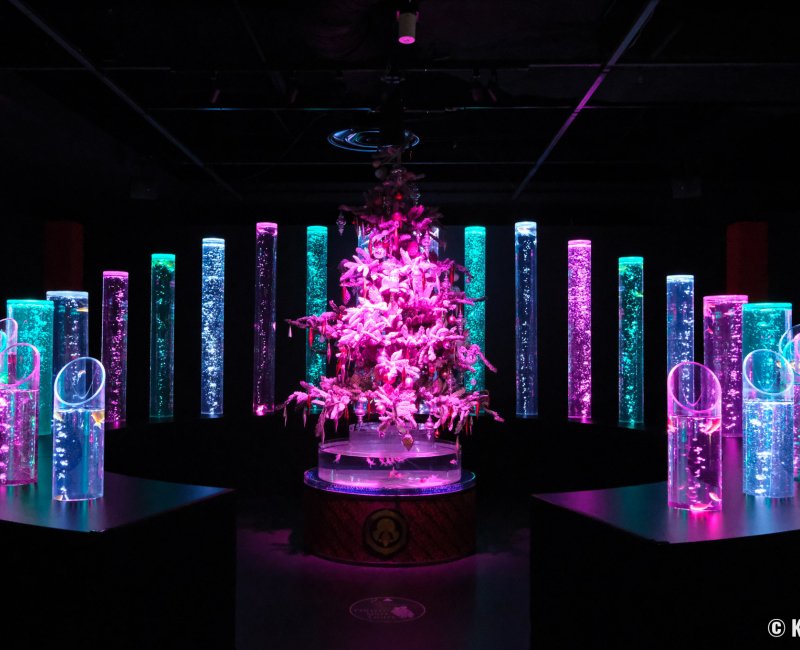 Art Aquarium Museum GINZA (Tokyo), espace d'exposition Goldfish bamboo forest avec décorations de Noel Art Aquarium Museum GINZA (Tokyo), espace d'exposition Goldfish bamboo forest avec décorations de Noel