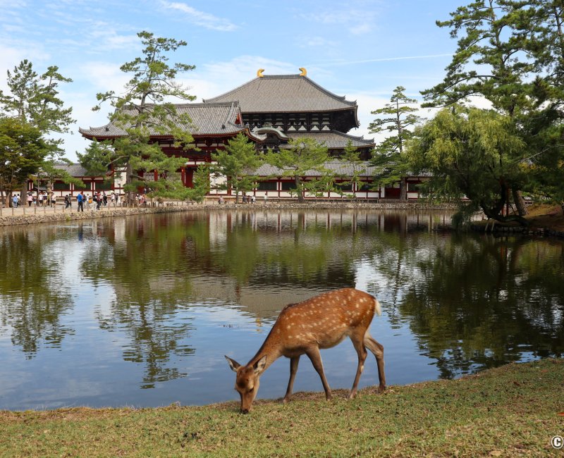 Nara, vue sur le bĂątiment du grand Bouddha de Todai-ji depuis le plan d'eau Kagami-ike Nara, vue sur le bĂątiment du grand Bouddha de Todai-ji depuis le plan d'eau Kagami-ike