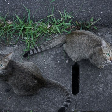 Japon Un Pays De Chats