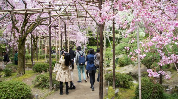 Heian-jingu (Kyoto), jardin avec cerisiers pleureurs en pleine floraison en avril 2