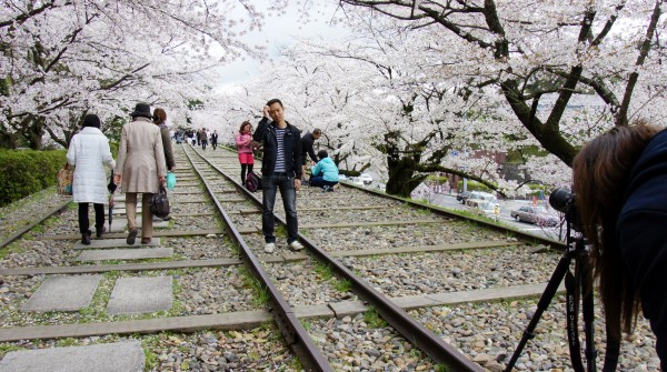 Keage Incline (Kyoto), visiteurs pendant la floraison des Sakura