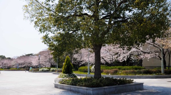 Keitaku-en (Osaka), Pruniers en fleur en direction du Zoo Municipal