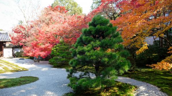 Tenju-an (Kyoto), jardin karesansui en automne 2