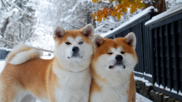 Chiens Akita-inu de maison Enishi à Kakunodate 4