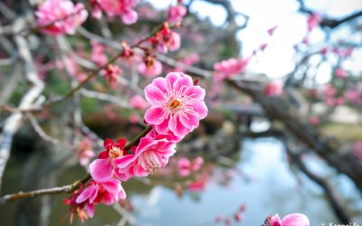 Kairaku-en (Mito), fleurs roses de prunier japonais