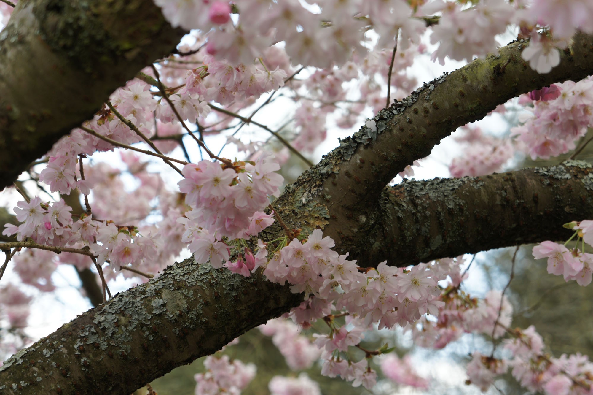 jardin japonais nantes 5