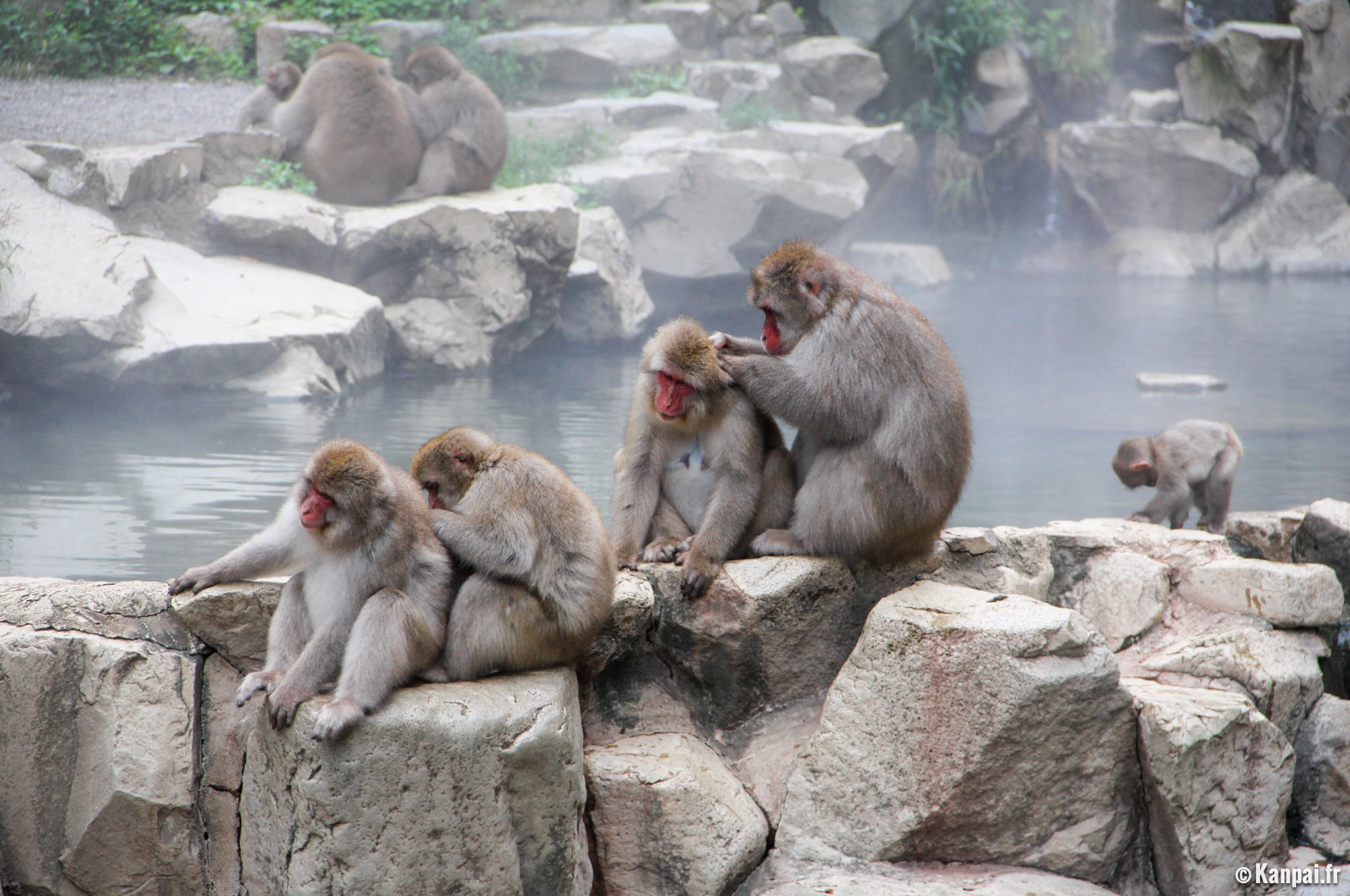 Jigokudani Le Parc Aux Singes