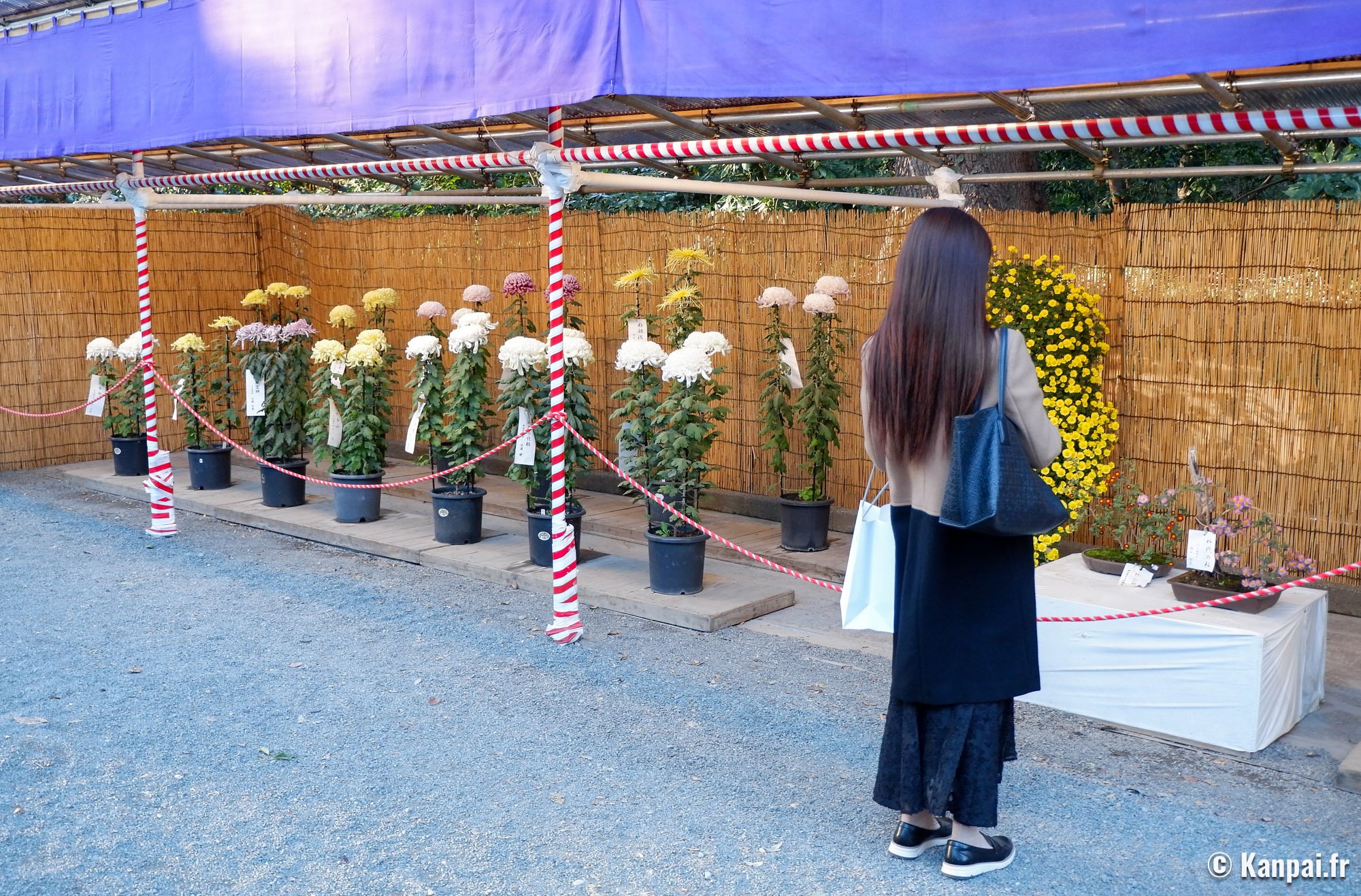 Kiku Matsuri – Le festival des chrysanthèmes