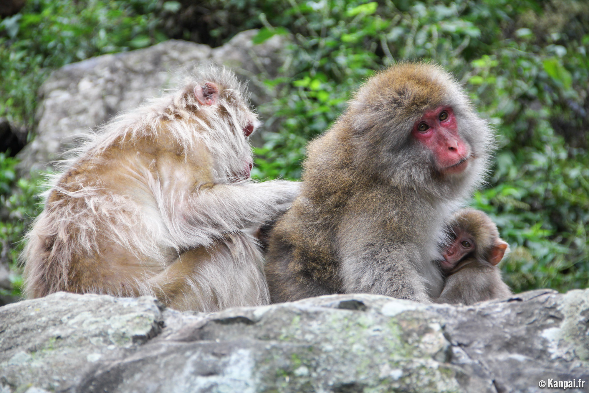 Jigokudani Le Parc Aux Singes